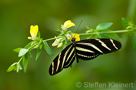 032 Zebra-Falter - Heliconius charitonius